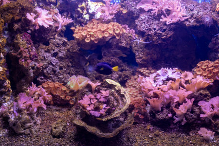 Underwater view of a colorful coral reef ecosystem featuring a fish, diverse coral formations, and rocky structures in an aquarium.の写真素材