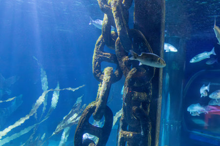 Underwater view of a large, mossy chain structure with various fish swimming around, against a blue background with aquatic plants.の写真素材