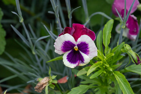 Close-up of a vibrant tricolor viola flower with purple, white, and magenta petals surrounded by green foliage and thin stems.の写真素材