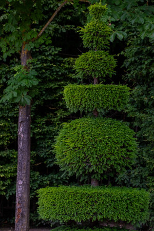 A topiary tree with layered, geometric shapes stands against a backdrop of foliage. A tree trunk is partially visible to the left.の写真素材
