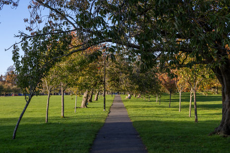 A sunlit park path lined with trees, featuring lush green grass and a clear blue sky. Autumnal foliage is visible in the distance.の写真素材