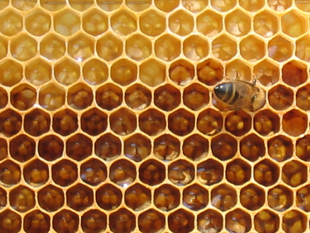 honey in beehive
