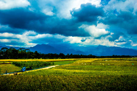 Rice Field and Cloudy Mountain in the Afternoonの写真素材