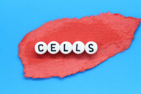 red paper torn with the word cells on a small white circleの写真素材