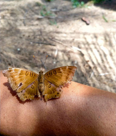 a brown butterfly perched on the armの写真素材