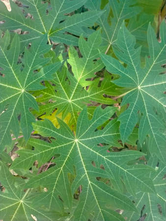 green papaya leaves from the top view
