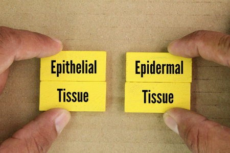 yellow wood with the words epithelial tissue and epidermal tissue. Both types of tissue are essential for protection and maintaining the structureの写真素材