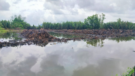 groups of nipah trees that have been cut down or destroyed and flooded