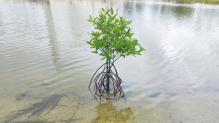 A small young Mangrove tree isolated in coastal saline. thousands of beautiful mangrove plants surround vega beachの写真素材