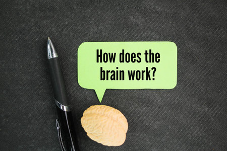 brain shape and conversation column with question words How does the brain work?の写真素材