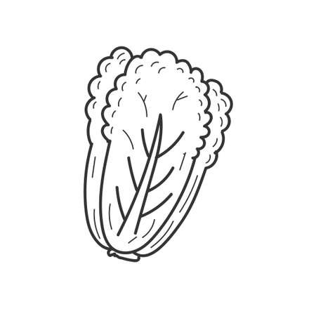 Lettuce vector illustration in doodle drawing style isolated on white backgroundのイラスト素材