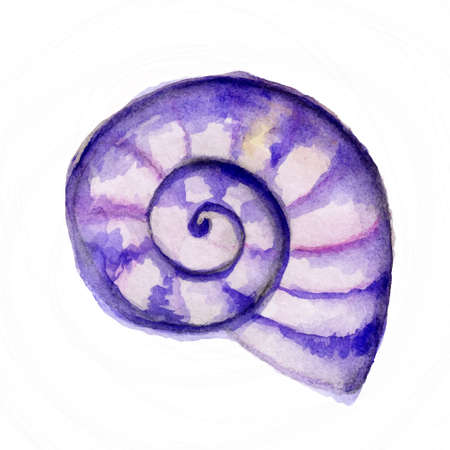 Hand paint watercolor seashell made in vector. Watercolor sea vector with beautiful hand drawn shell. Tropical vacation illustration. Beach and ocean travelling. Tropical paradise.のイラスト素材