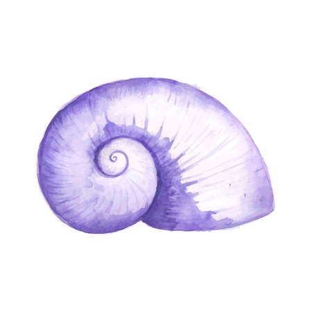 Seashell watercolor illustrationのイラスト素材