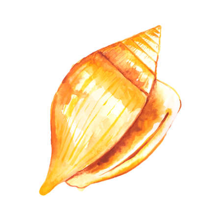 Seashell watercolor illustration. Hand drawn underwater element design. Artistic vector marine design element. Illustration for greeting cards, printing and other design projects.のイラスト素材