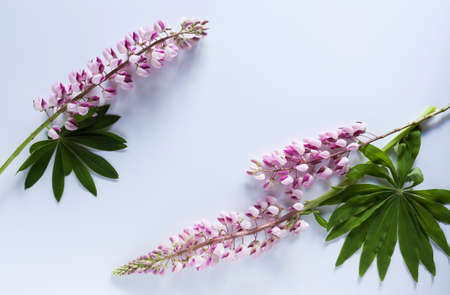 Pink lupine flowers on white table top shot