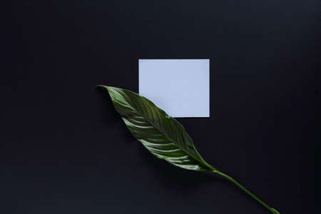 Tropical leaves around white square card on black background - mockup for your art.の写真素材