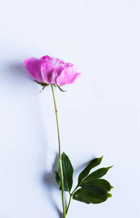 Pink peony on white table - closeup of beautiful flowerの写真素材