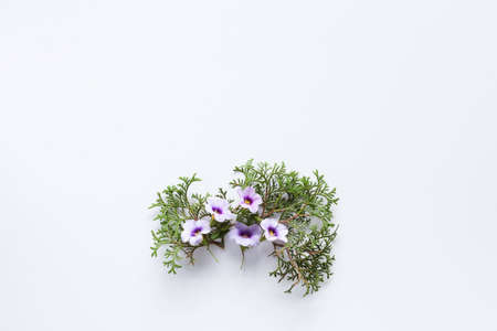 Abstract composition of forest flowers on white background with a lot of empty space around.の写真素材