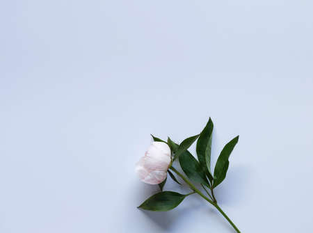 White peony flower on white table with lots of empty space for your designの写真素材