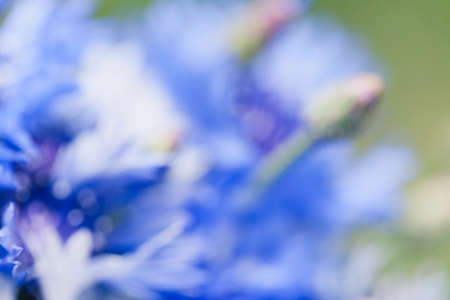 Flower macro shot, abstract photo of a Centaurea cyanus or Cornflower. Beautiful natural background.の写真素材