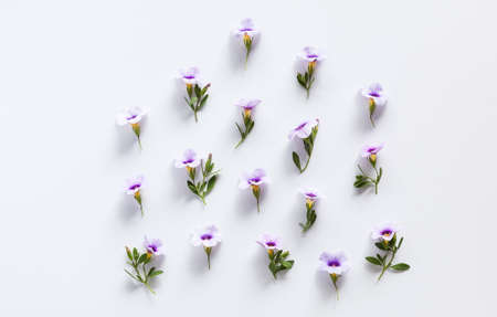 Beautiful original composition with different flowers and leaves.Perfect abstract background for your design.の写真素材