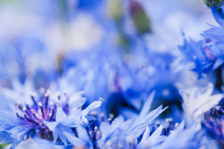 Flower macro shot, abstract photo of a Centaurea cyanus or Cornflower. Beautiful natural background.の写真素材