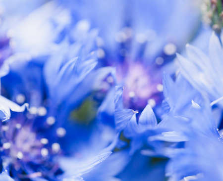 Flower macro shot, abstract photo of a Centaurea cyanus or Cornflower. Beautiful natural background.の写真素材