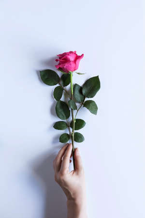 Woman's arm holding long pink rose on a white backgroundの写真素材