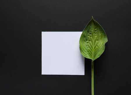 Artistic mockup for your artwork with beautiful flowers and leaves and empty card shot from the top. Flat lay minimalistic composition.の写真素材