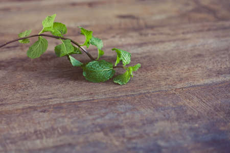 Closeup of mint leave with shallow depth of field