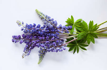 Bouquet made of lupine flowers on white background.の写真素材