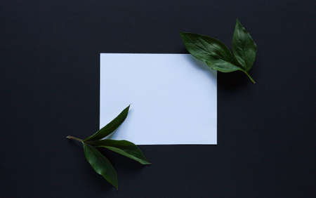 Tropical leaves around white square card on black background - mockup for your art.の写真素材