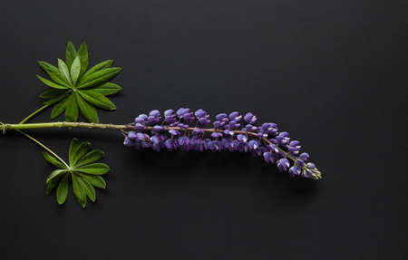 Wild lupine lying on the black background.の写真素材