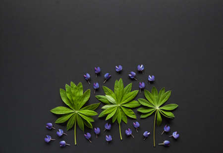 Frame made of leaves and flowers on black background. Top view floral composition. Flat lay...