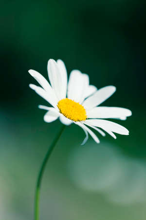 Flower macro shot, abstract photo of a flower with shallow depth of field. Beautiful natural background.の写真素材