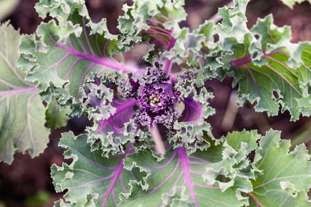 Closeup of kale - abstract macro photo with shallow depth of field. Healthy food or diet abstract background.の写真素材