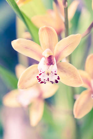 Macro photofraphy - orchid flower on a blurred background.の写真素材