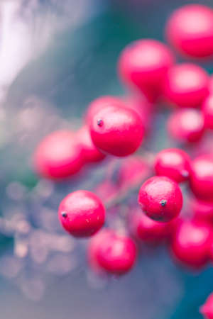 Macro photo of a bunch of red berries on a bush.