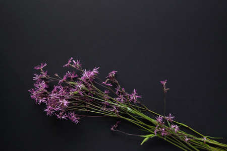 Bouquet of pink wild flowers on the black background.の写真素材