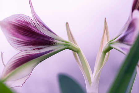 Abstract photo of violet flower on blurred background.