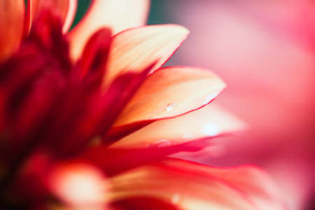 Macro shot of a pink flower - abstract details.の写真素材