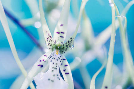 Macro shot of an orchid with shallow depth of fieldの写真素材
