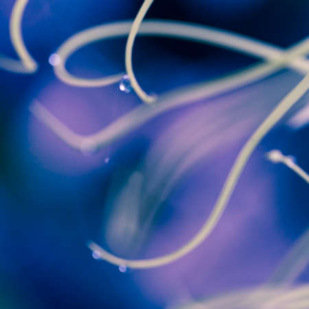 Beautiful abstract macro photo with petals of a rare orchid.の写真素材
