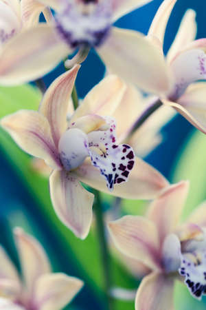 Macro shot of an orchid flower. Abstract flower photo with shallow depth of field.