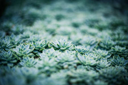 Rustic macro shot of cactus - tropical plant with shallow depth of field.Natural background with succulent.の写真素材