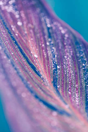 Artistic macro shot of a leaf with water dropsの写真素材