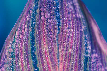 Leaf with water drops. Macro photo shot.の写真素材