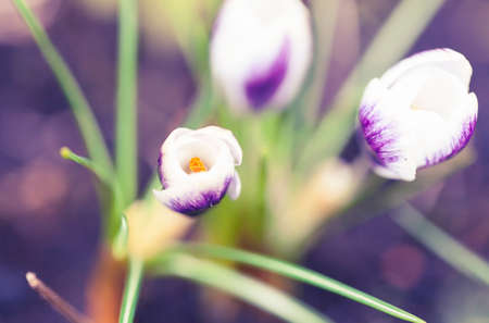 Abstract photo of first flowers in spring.