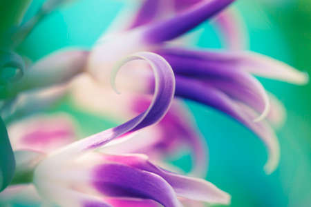 Flower detail - macro photo of an orchid.の写真素材