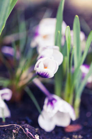 Macro photography of blossoming crocus. Spring flower closeup.の写真素材